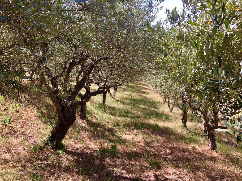 Assisi Villa Randr San Vitale Εξωτερικό φωτογραφία
